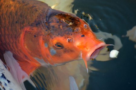 Koi Ernährung