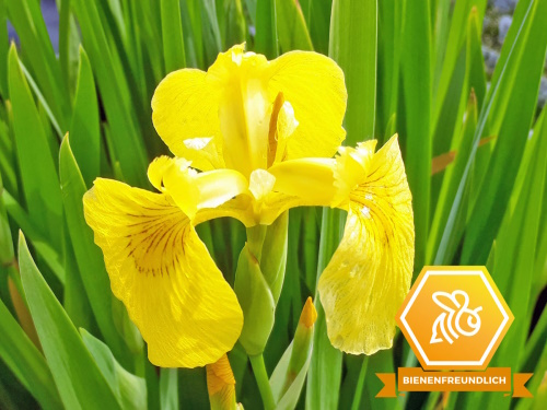 Iris pseudoacorus - gelbe Schwertlilie
