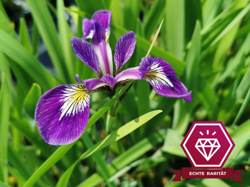 Iris versicolor Kermesina-Sumpfschwertlilie rot violett