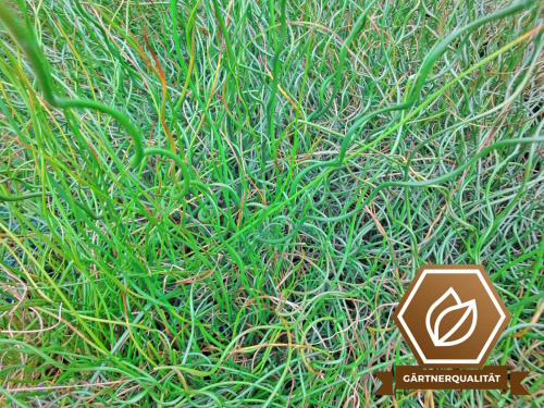 Korkenzieherbinse - Juncus effusus Spiralis
