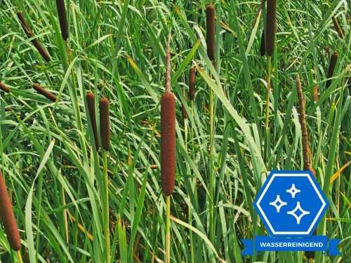 Typha latifolia - Breitblättriger Rohrkolben