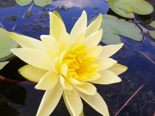 Seerose - Nymphaea Joey Tomocik