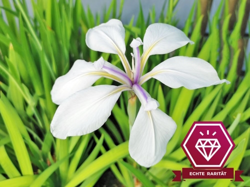 Iris laevigata Alba-Sumpfschwertlilie weiß