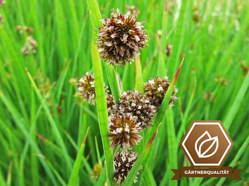 Zwergbinse -Juncus ensifolius