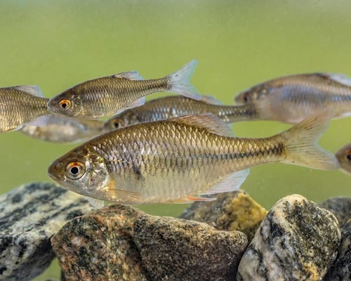 Bitterling Rhodeus Amarus