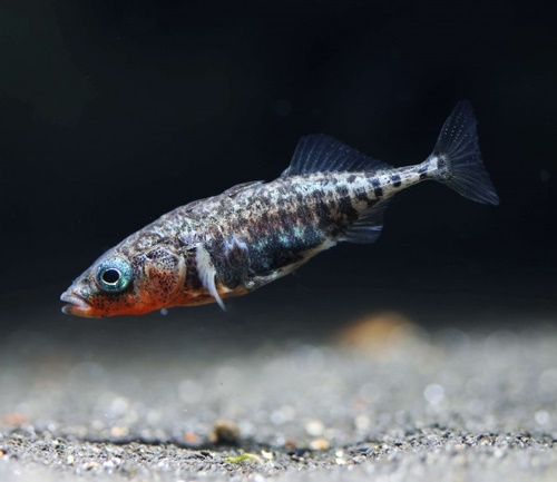 Dreistachliger Stichling Gasterosteus Aculeatus