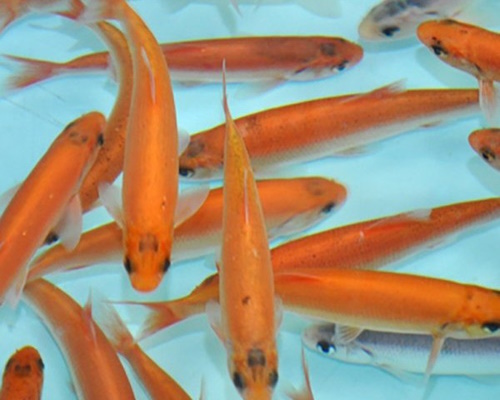 Goldorfe Leuciscus Idus