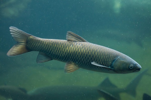 Graskarpfen Ctenopharyngodon idella 25 - 30 cm