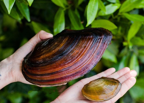 Malermuschel XXL Unio Pictorum