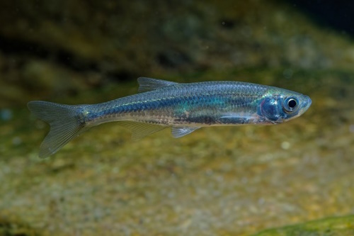 Moderlieschen Leucaspius delineatus 6 - 9 cm