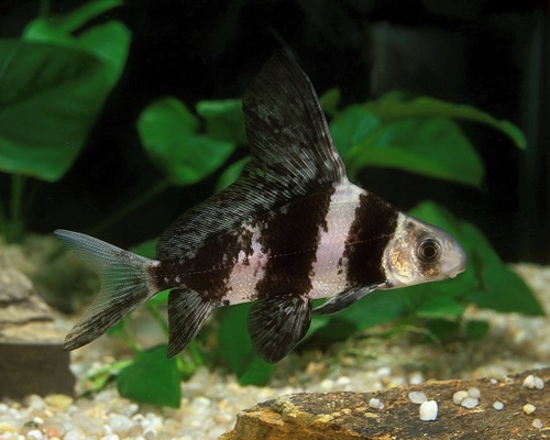 Wimpelkarpfen Myxocyprinus Asiaticus