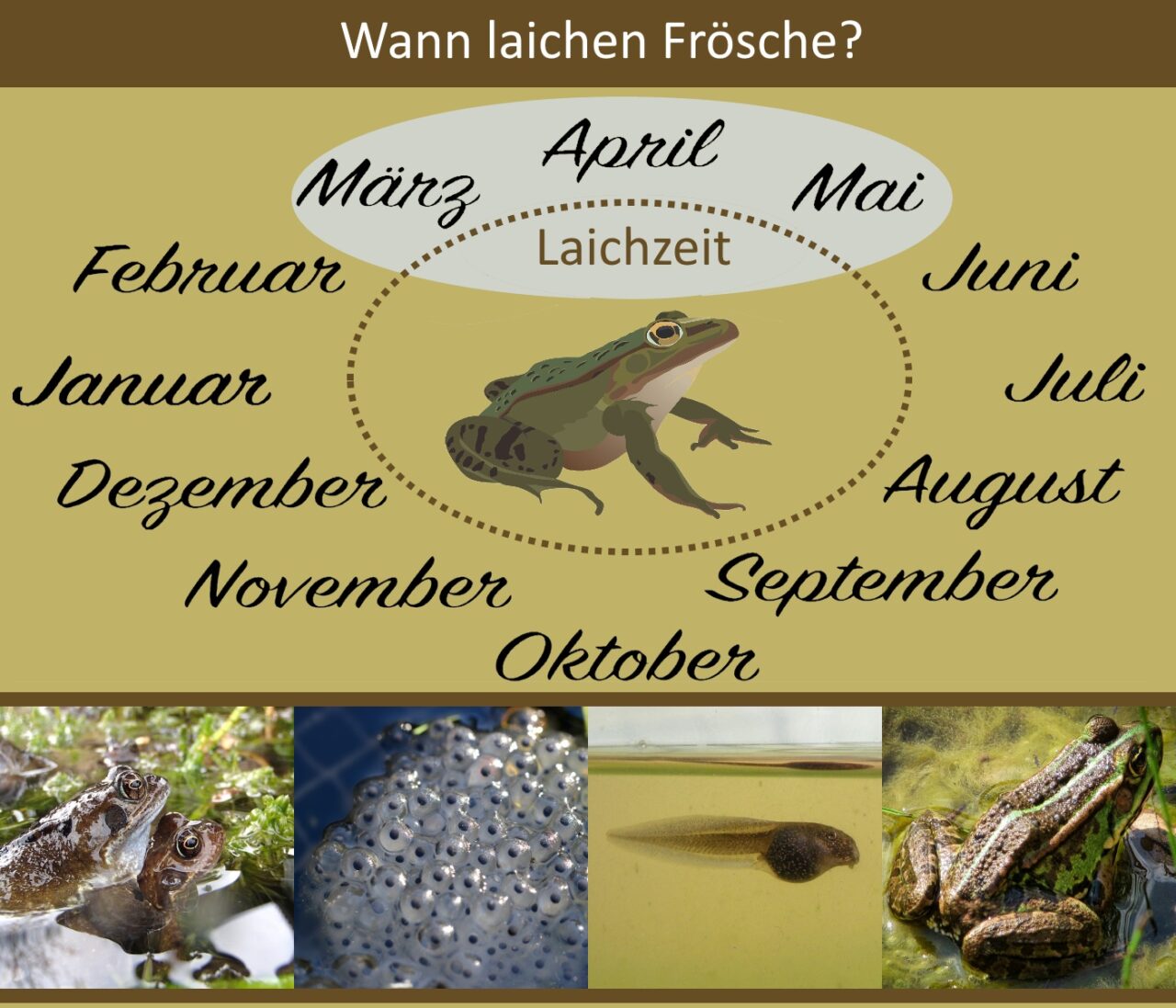 Wann laichen Frösche? - Laichzeit