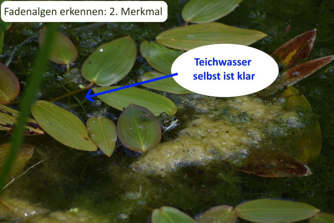 Fadenalgen im Gartenteich erkennen