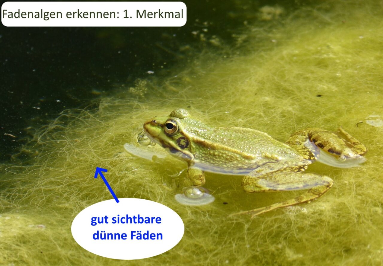 Fadenalgen im Teich erkennen