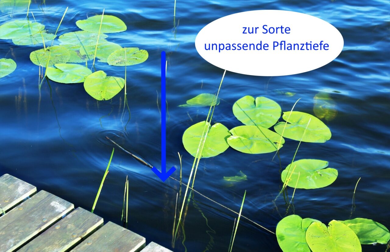 Falsche Pflanztiefe
