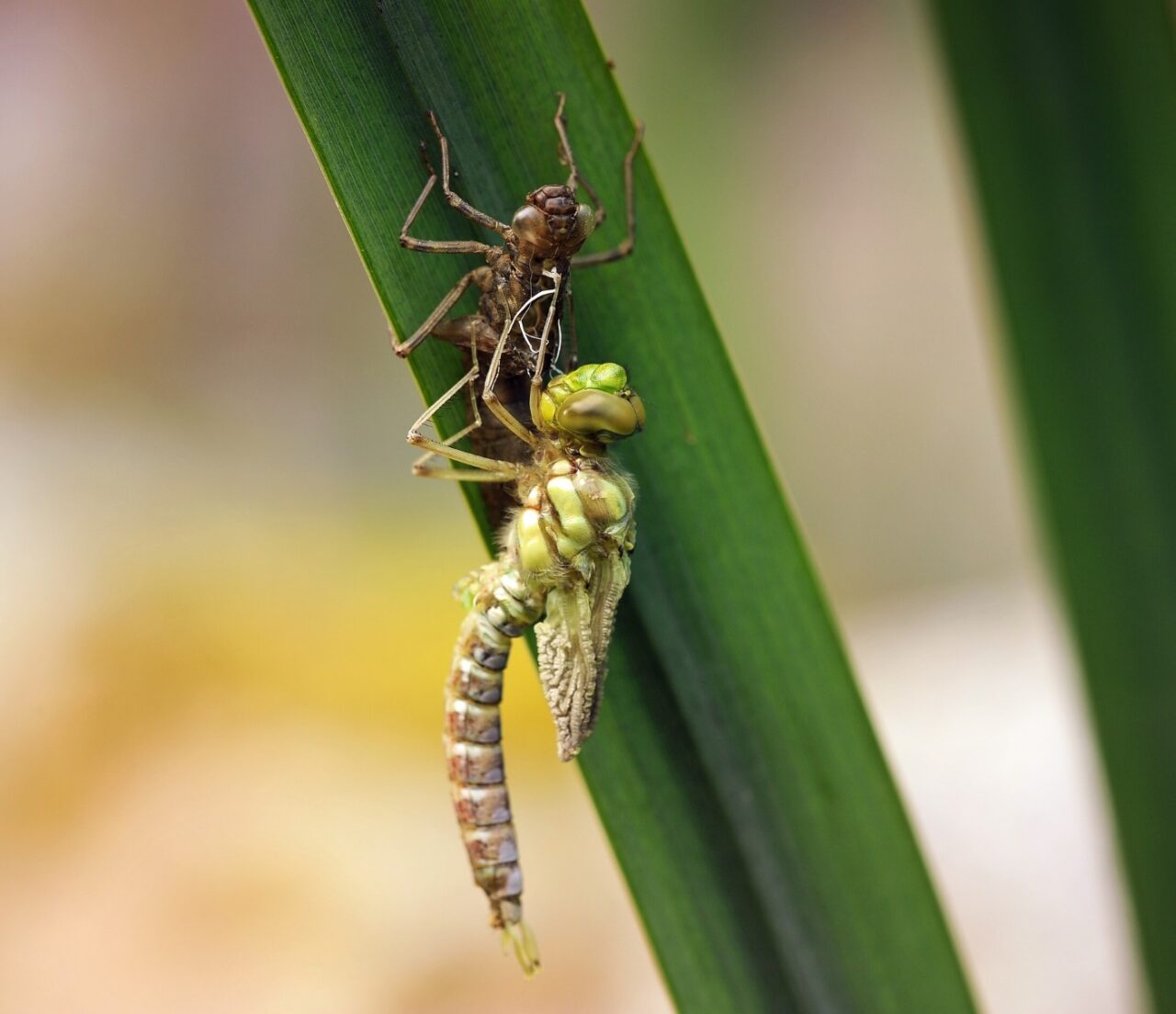 Libelle schlüpft aus Larve