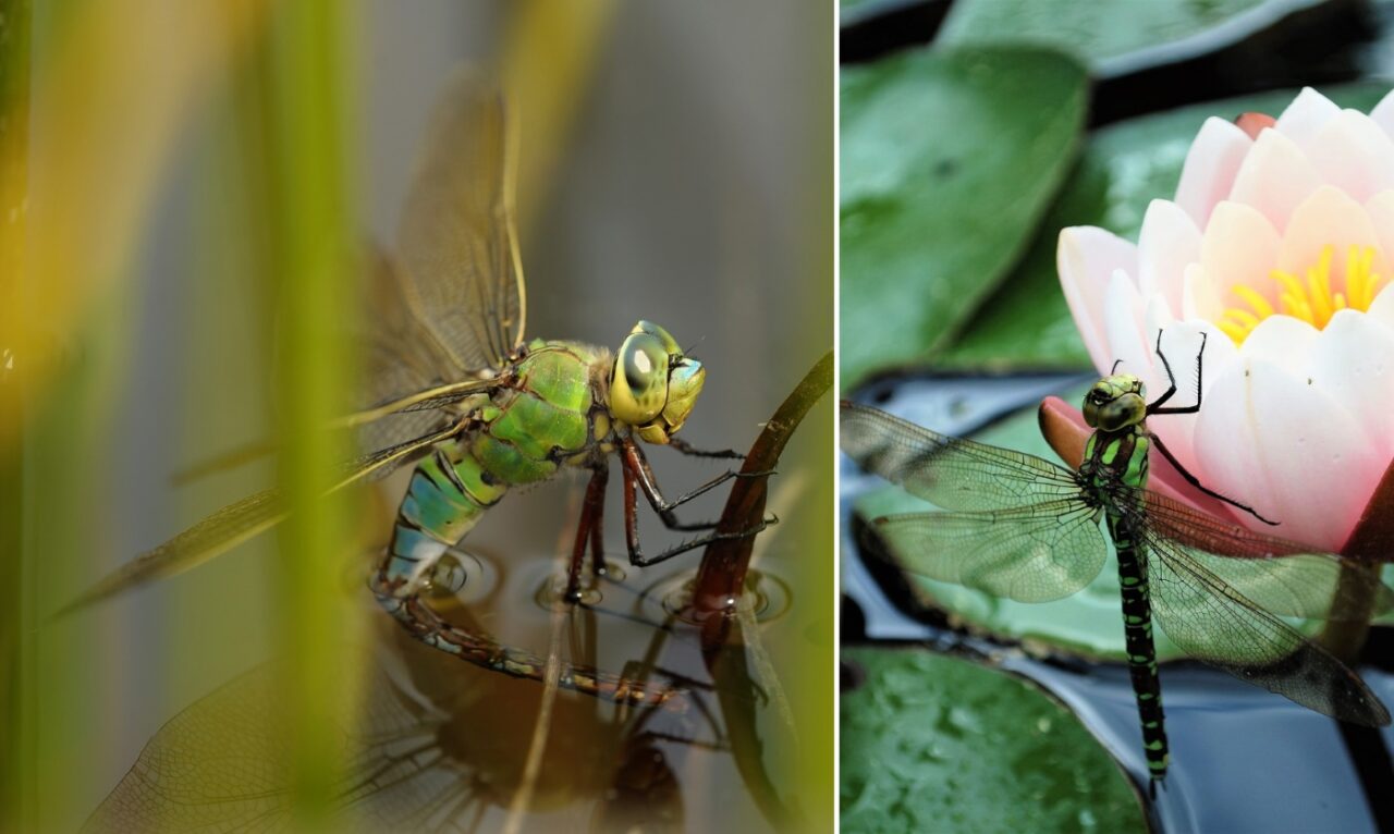 Libellen am Gartenteich