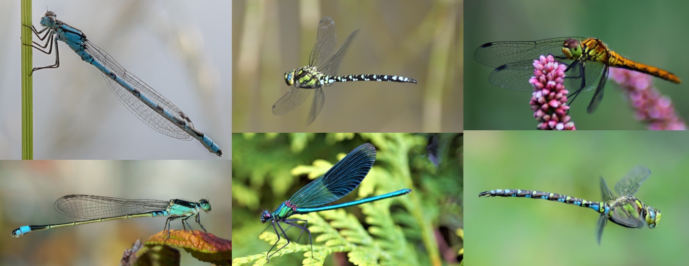 Libellen am Gartenteich Überblick und Arten in Deutschland