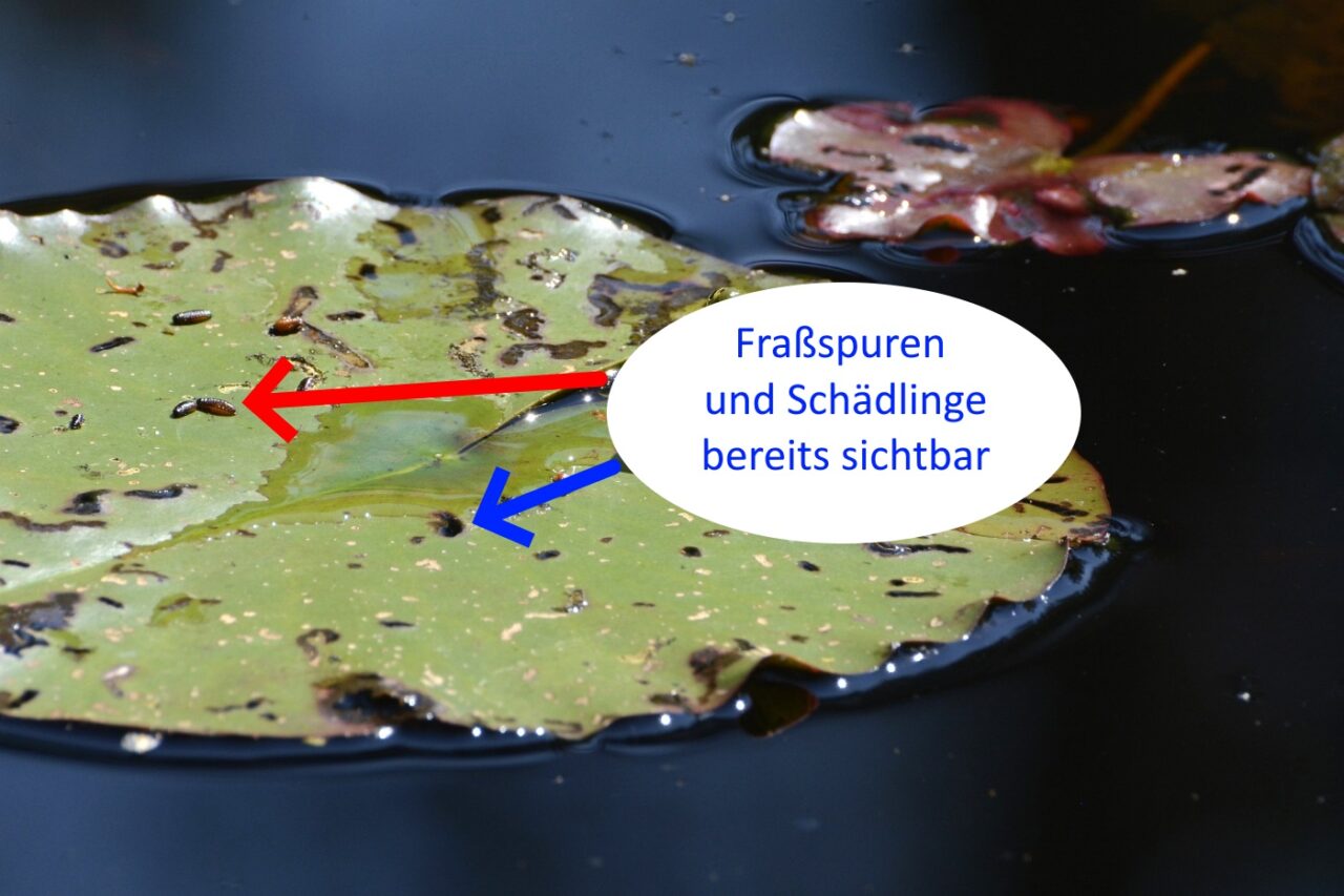 Schädlinge an Seerosen verhindern das blühen