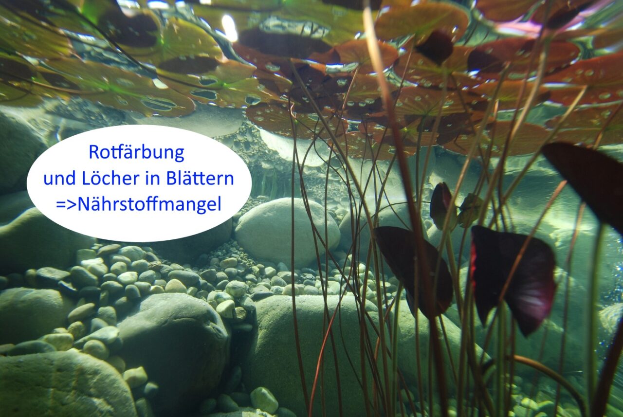 Seerosen mit Nährstoffmangel