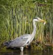 Fischreiher am Teich 7 wirksame Methoden zum Verjagen