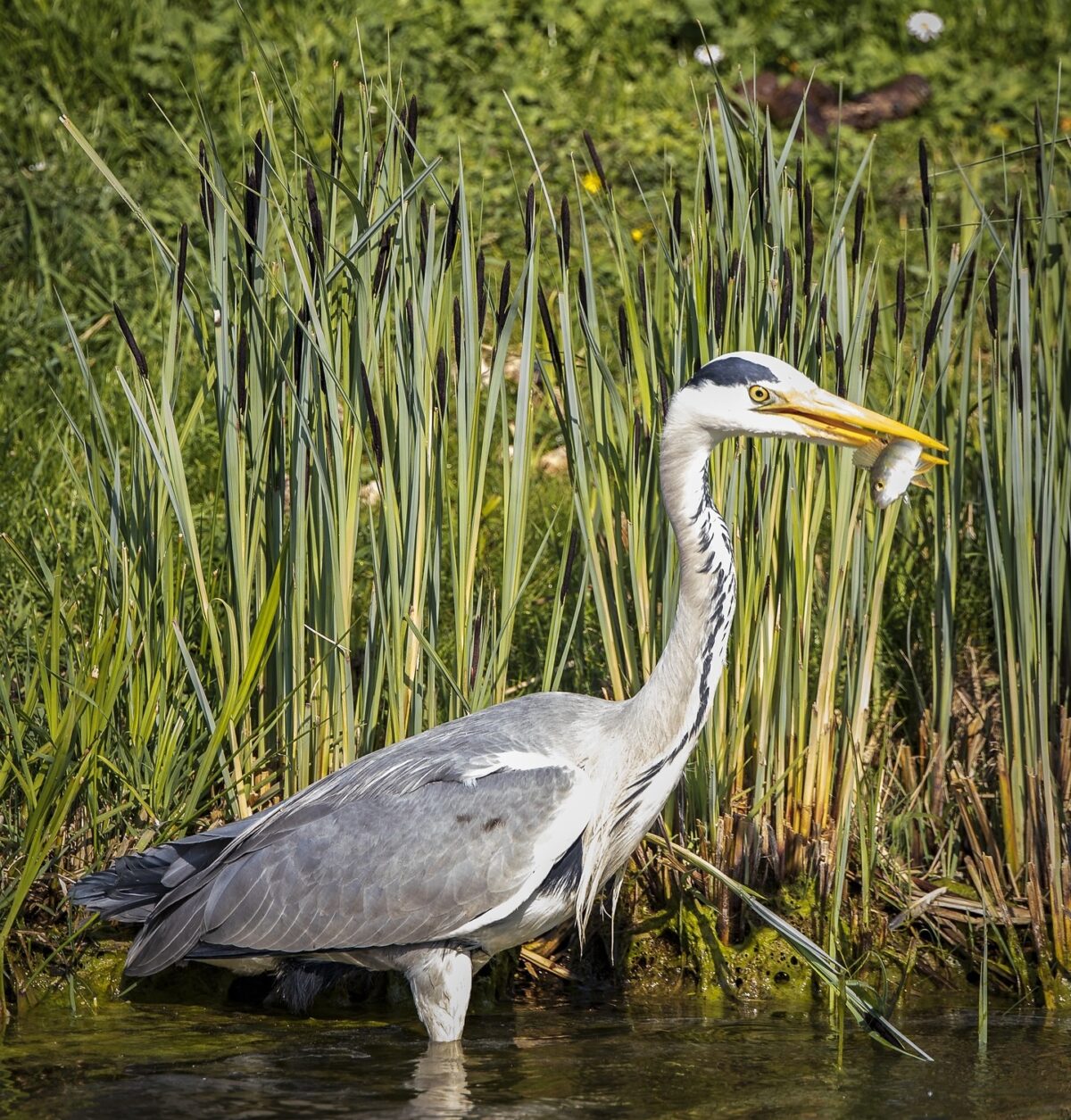 Fischreiher am Teich 7 wirksame Methoden zum Verjagen