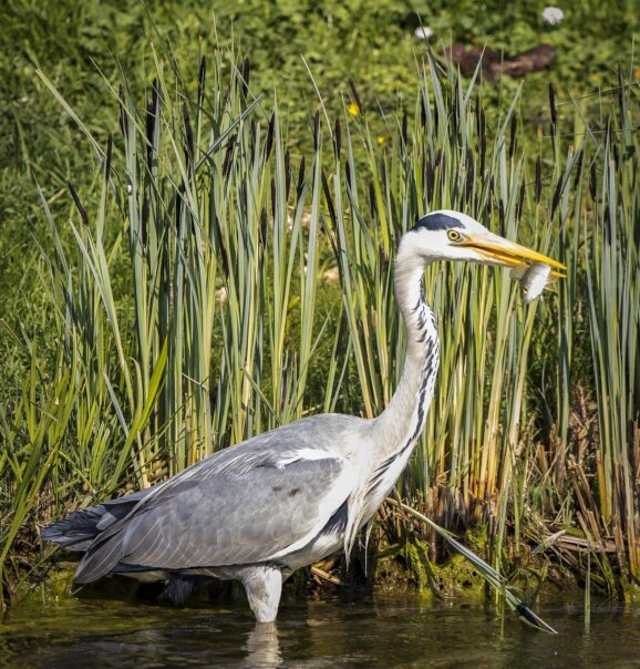 Fischreiher am Teich 7 wirksame Methoden zum Verjagen