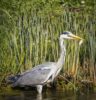 Fischreiher am Teich 7 wirksame Methoden zum Verjagen