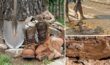 Einen Naturteich mit Lehm und Tonboden anlegen Tipps & Tricks