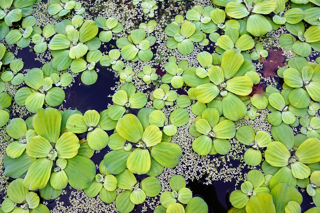 Algen mit Schwimmpflanzen bekämpfen