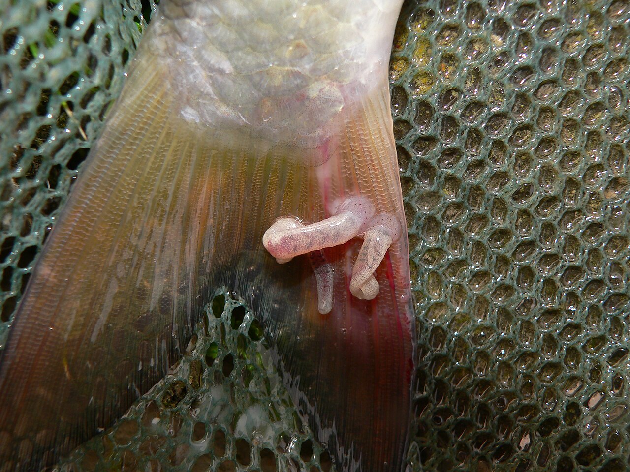 Fischegel am Koi