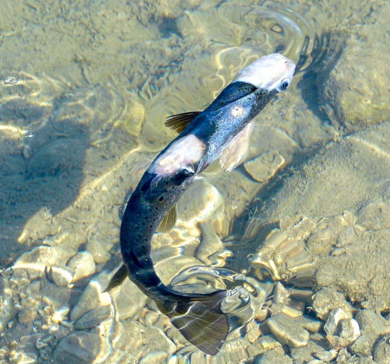 Fischschimmel - Saprolegnia