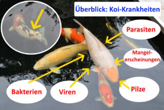 Koi-Krankheiten: Viren, Bakterien, Pilze und Mangelerscheinungen