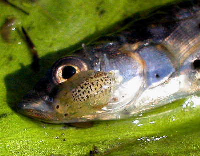 Karpfenlaus als häufiger Koi-Parasit