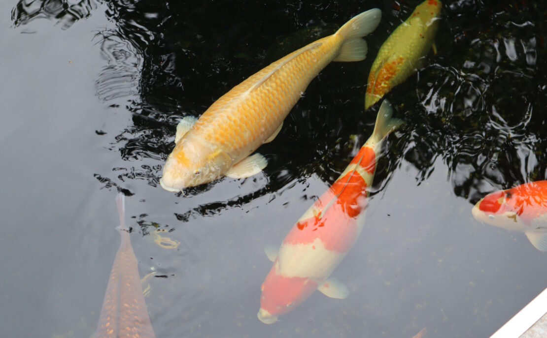 Bauchwassersucht beim Koi behandeln