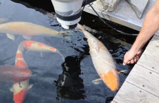 Bauchwassersucht beim Koi erkennen