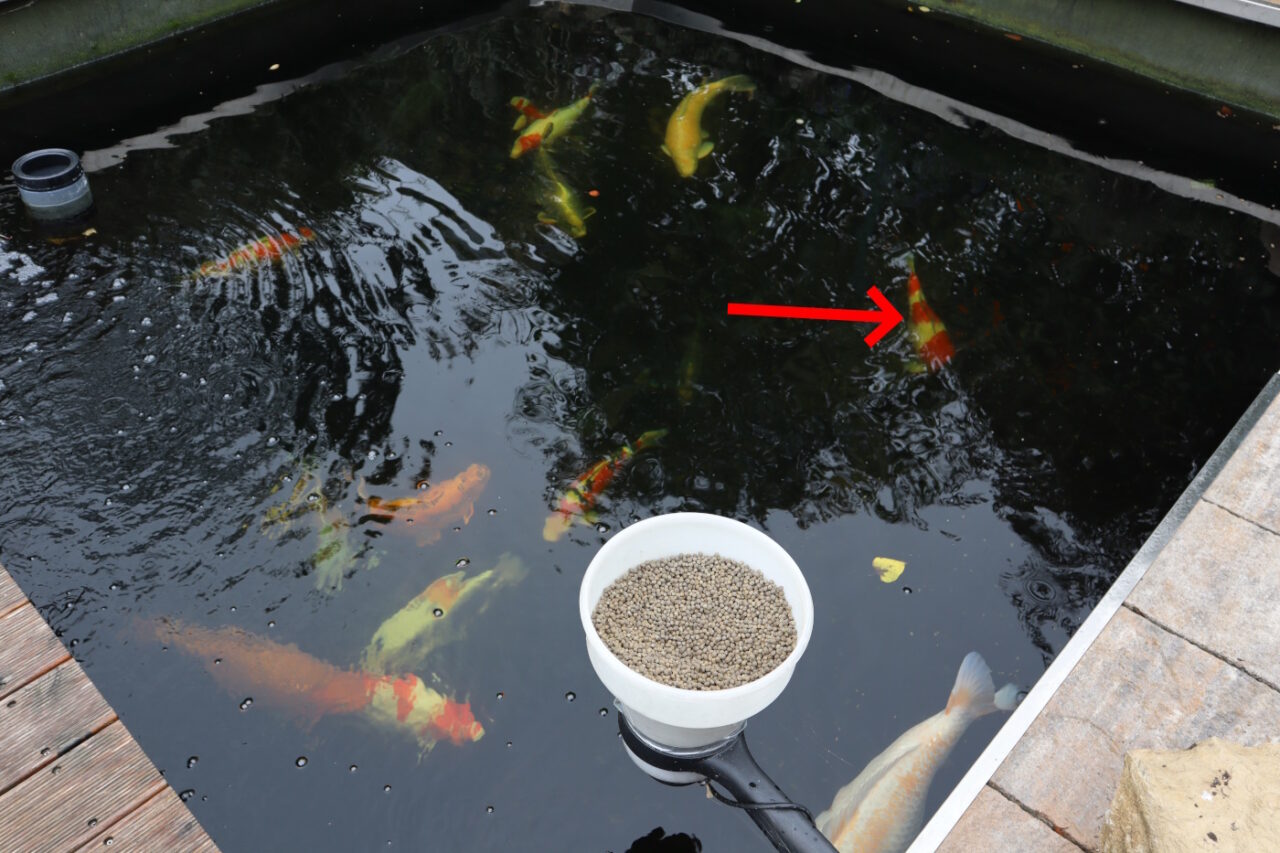 Symptome der Bauchwassersucht - Ein Koi sondert sich ab