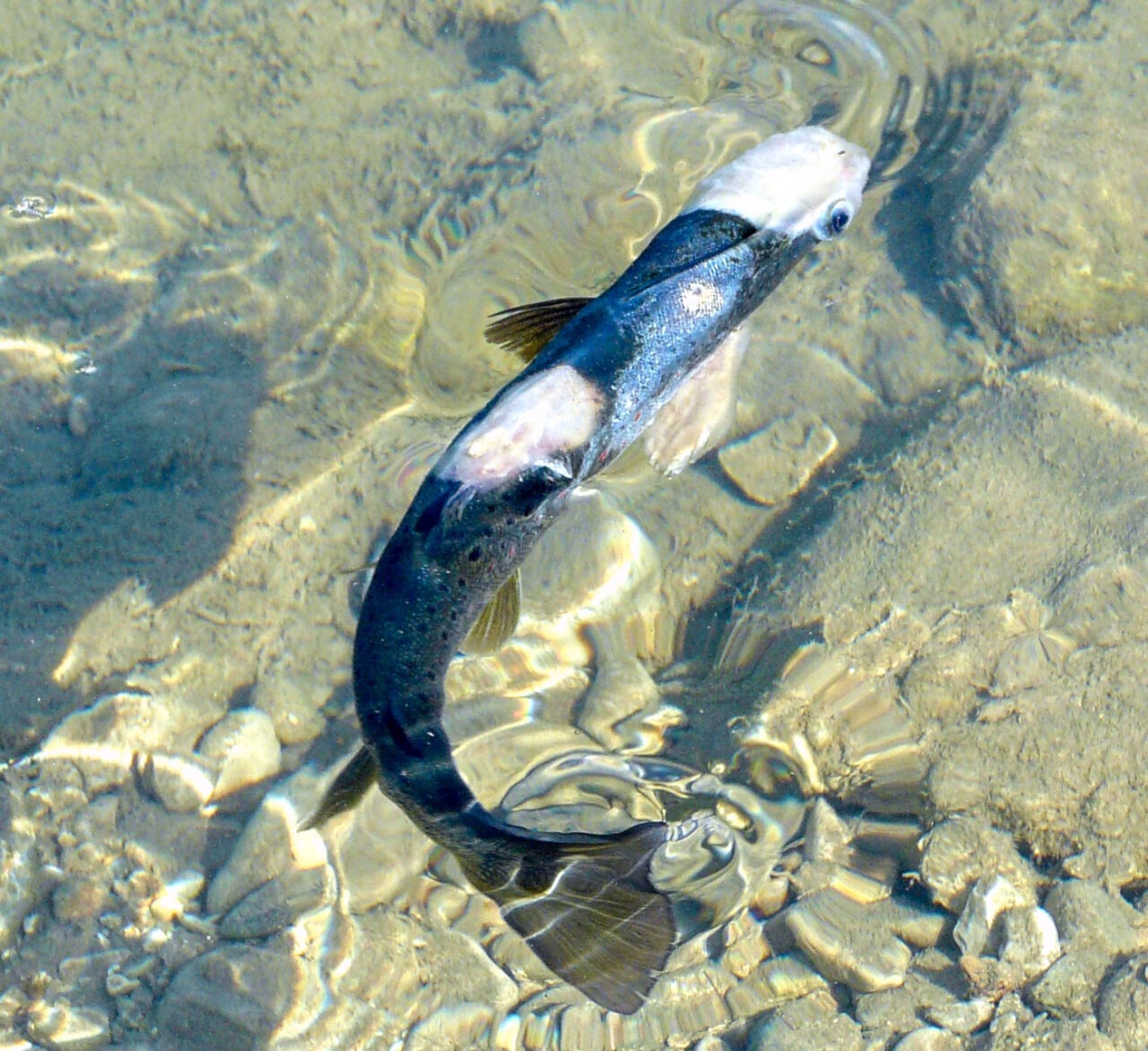 Forelle mit Pilzerkrankung mit Wasserschimmel