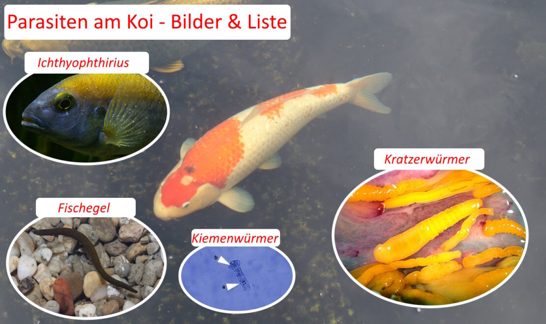 Häufige Koi Parasiten