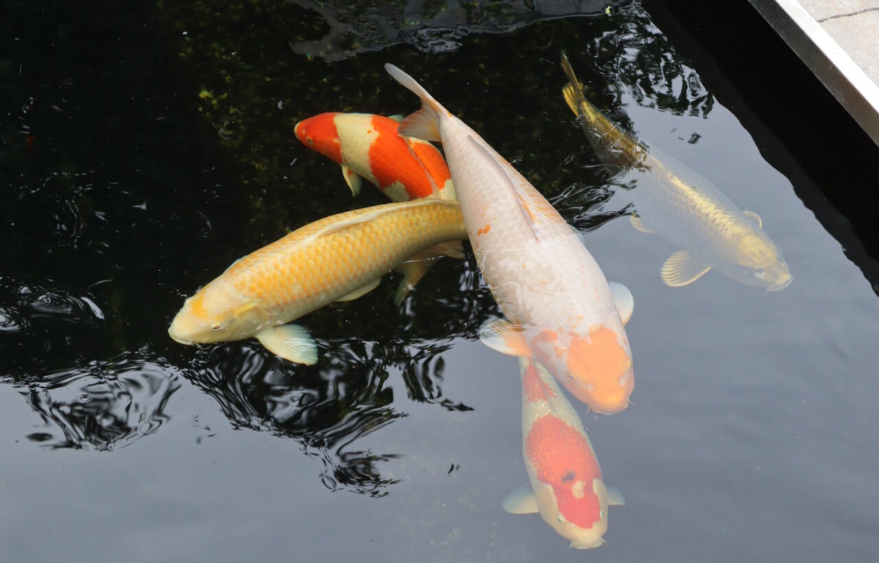 Infektiöse Bauchwassersucht behandeln