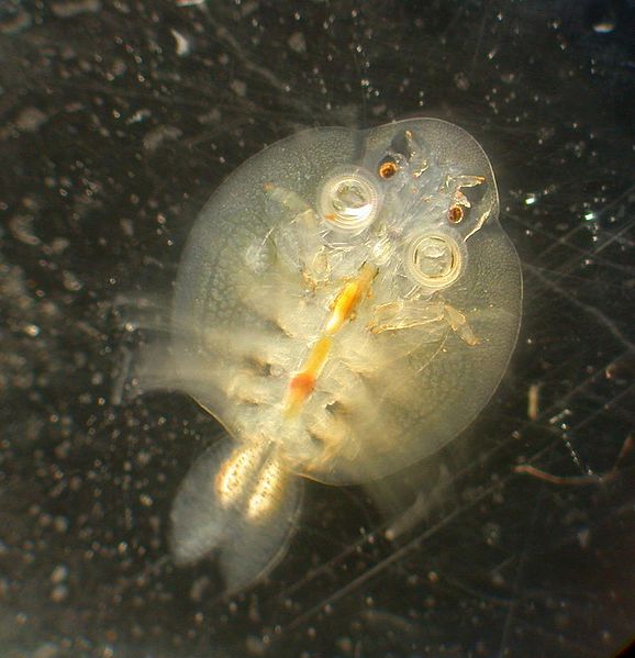 Karpfenlaus als häufiger Parasit am Koi