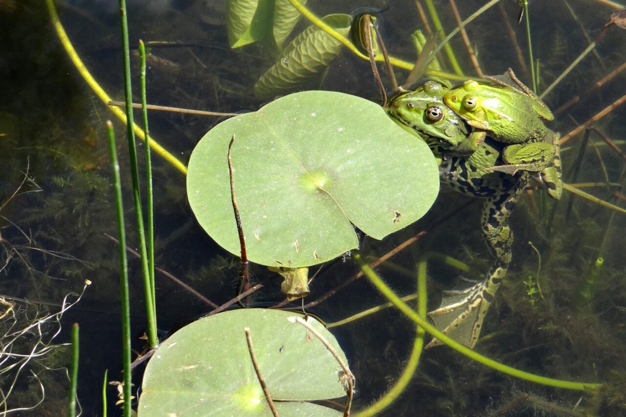 Auf dem Bild sieht man zwei Frösche, die sich in ihrem Teich sichtlich wohl fühlen.