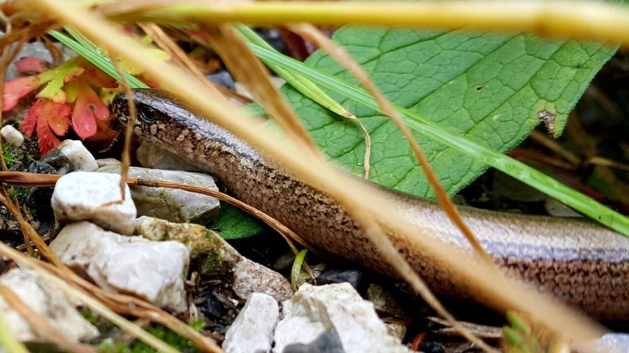 Verbreitung und Häufigkeit von Anguis Fragilis