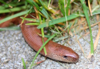 Blindschleiche im Garten
