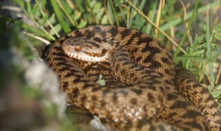 Eine Kreuzotter im Garten - Vipera berus