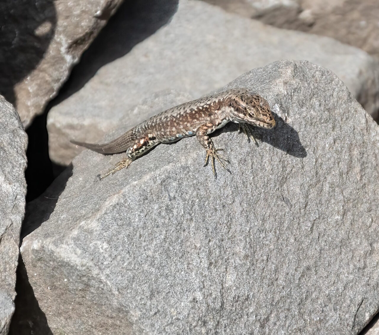Mauereidechse auf einem Stein im Garten