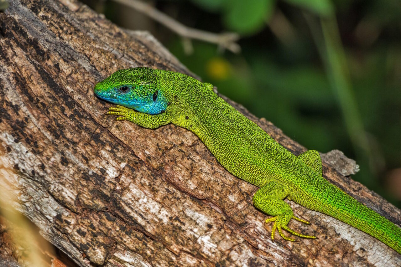 Smaragdeidechse - Lacerta viridis