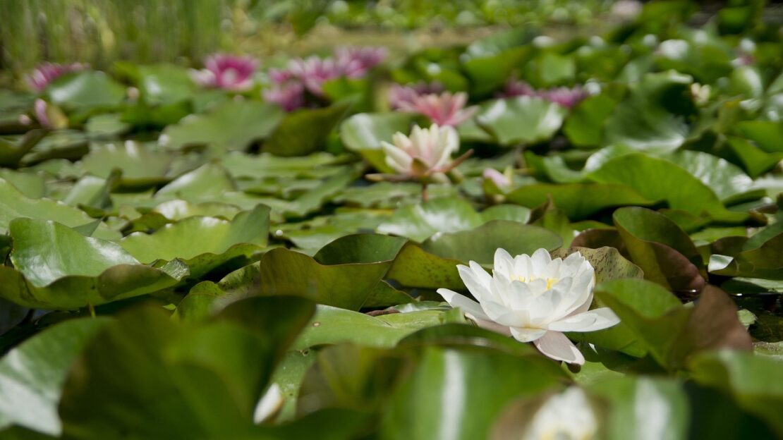 Gartenteich-Traum
