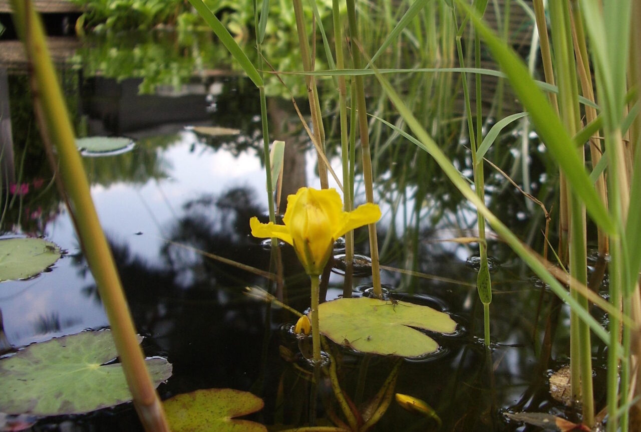 Das Foto zeigt einen Teich mit Schilf und einer gelben Seerosenblüte