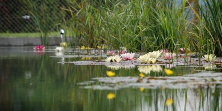 Das Foto zeigt einen Gartenteich